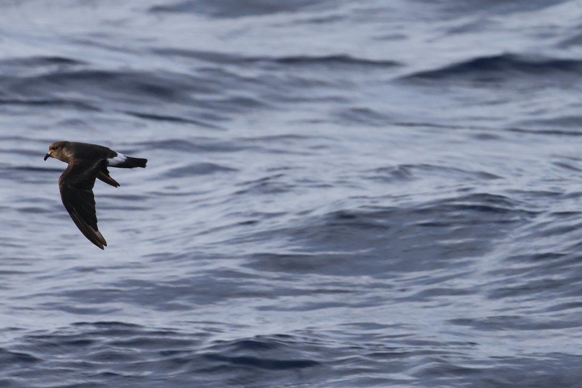 Band-rumped Storm-Petrel - ML605789201