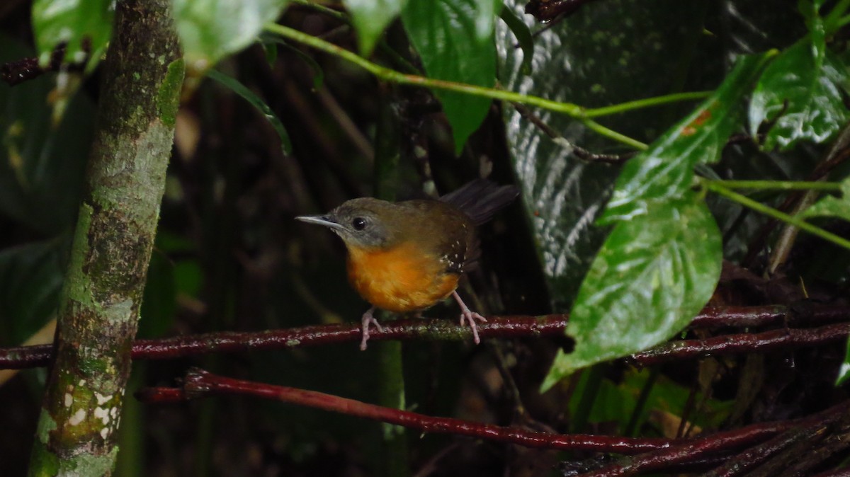 Black-throated Antbird - ML60578961