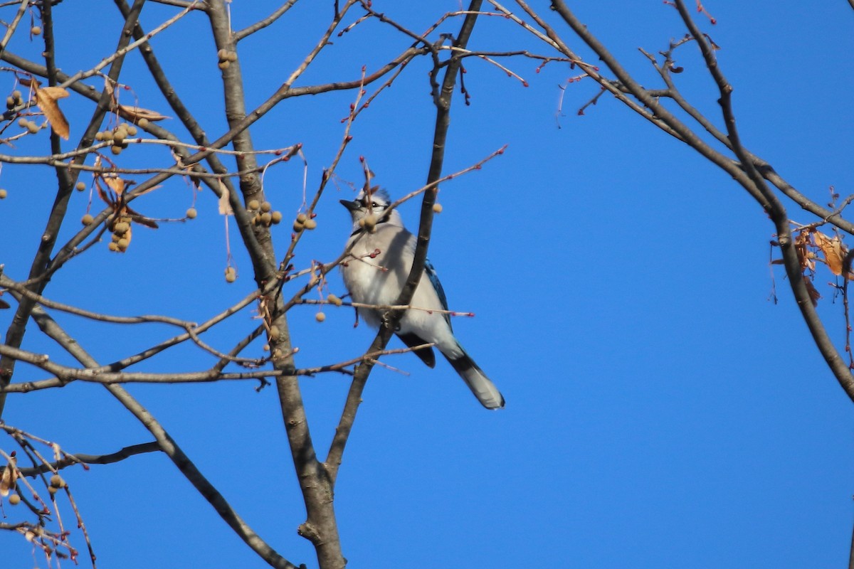 Blue Jay - ML605789801