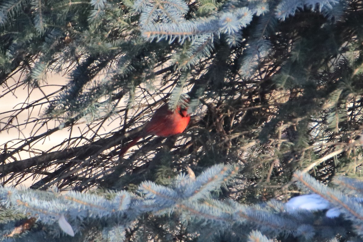 Northern Cardinal - ML605789891