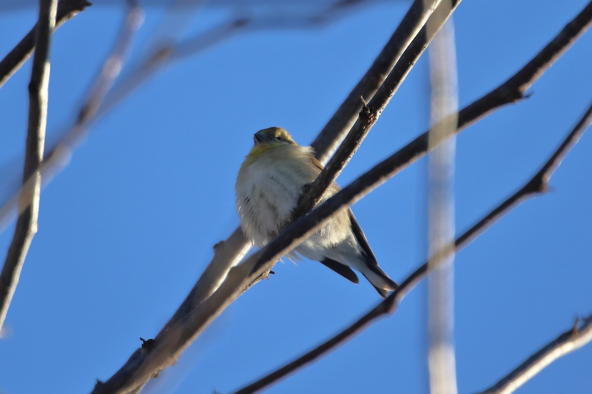 American Goldfinch - ML605789961