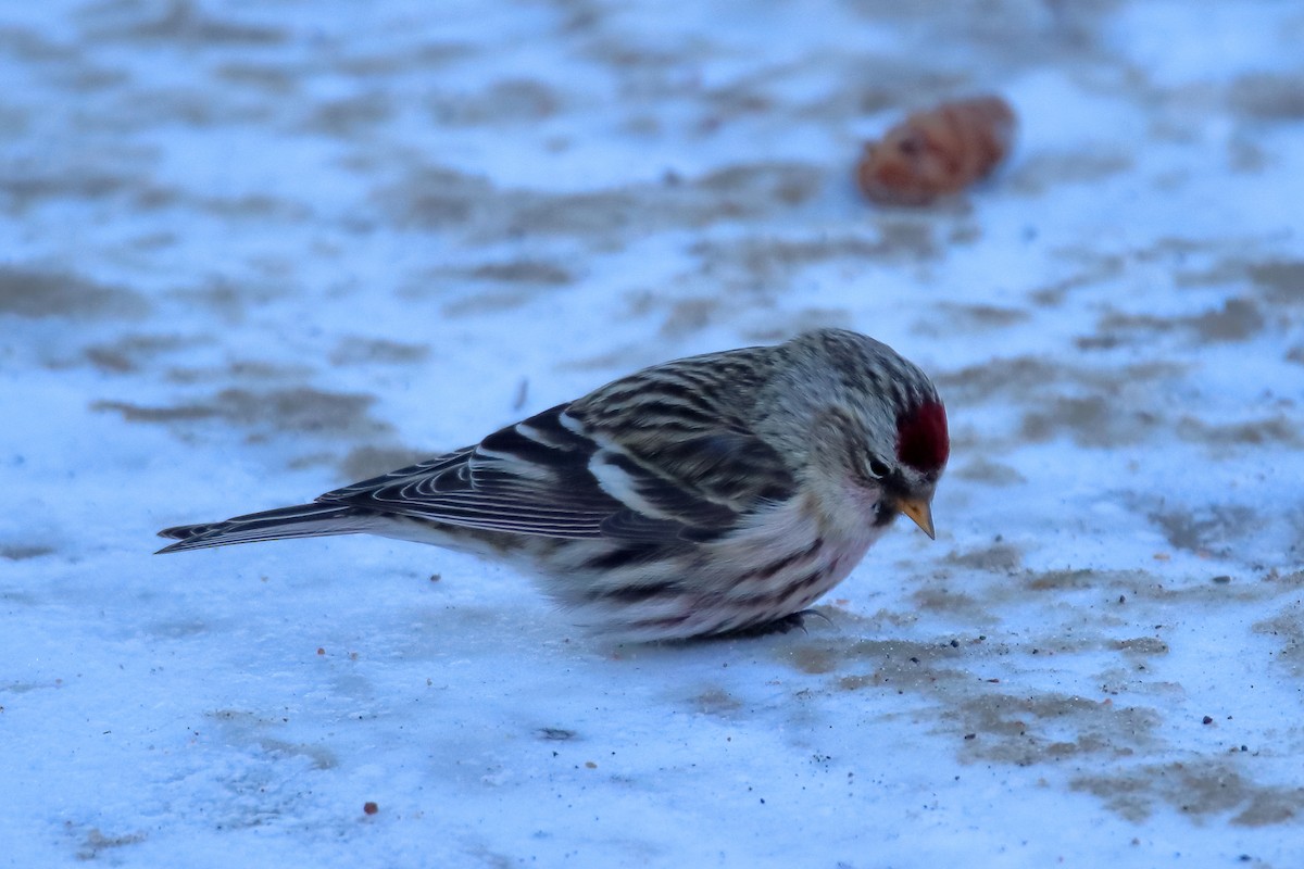 Redpoll (flammea) - ML605789991