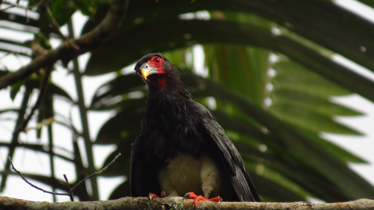 Red-throated Caracara - ML60579001