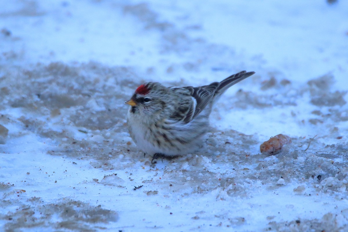 Redpoll (flammea) - ML605790071