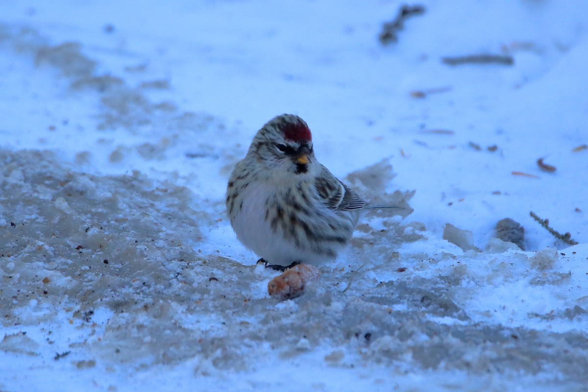 Redpoll (flammea) - ML605790081