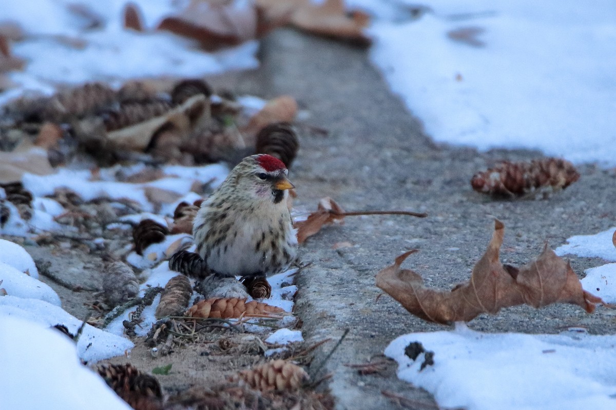 Redpoll (flammea) - ML605790091