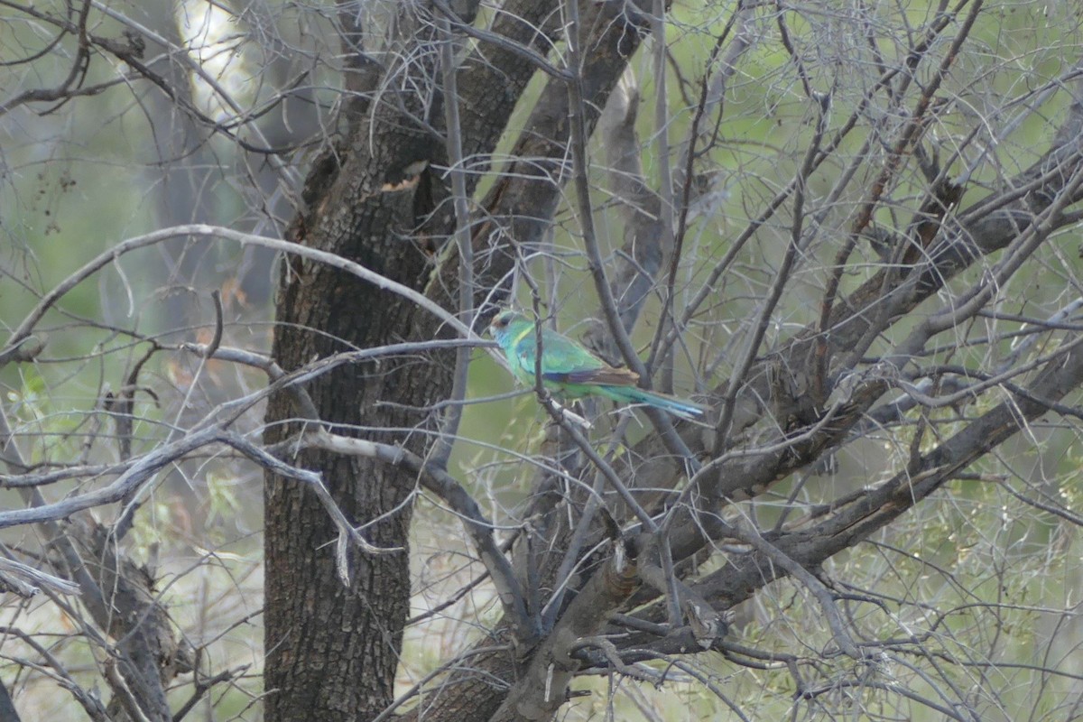 Australian Ringneck - ML605790391