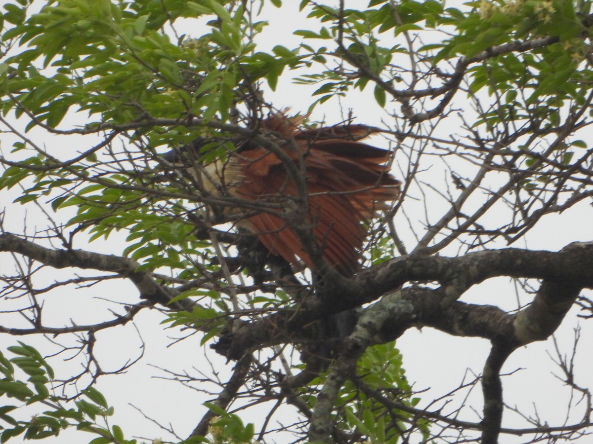 White-browed Coucal (Burchell's) - ML605790541