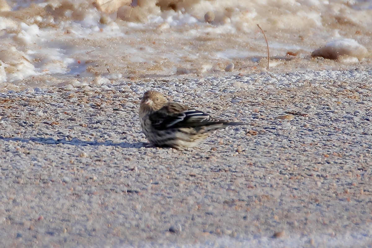 Pine Siskin - ML605790571