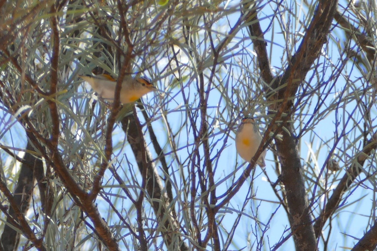 Rotbrauen-Panthervogel - ML605790591