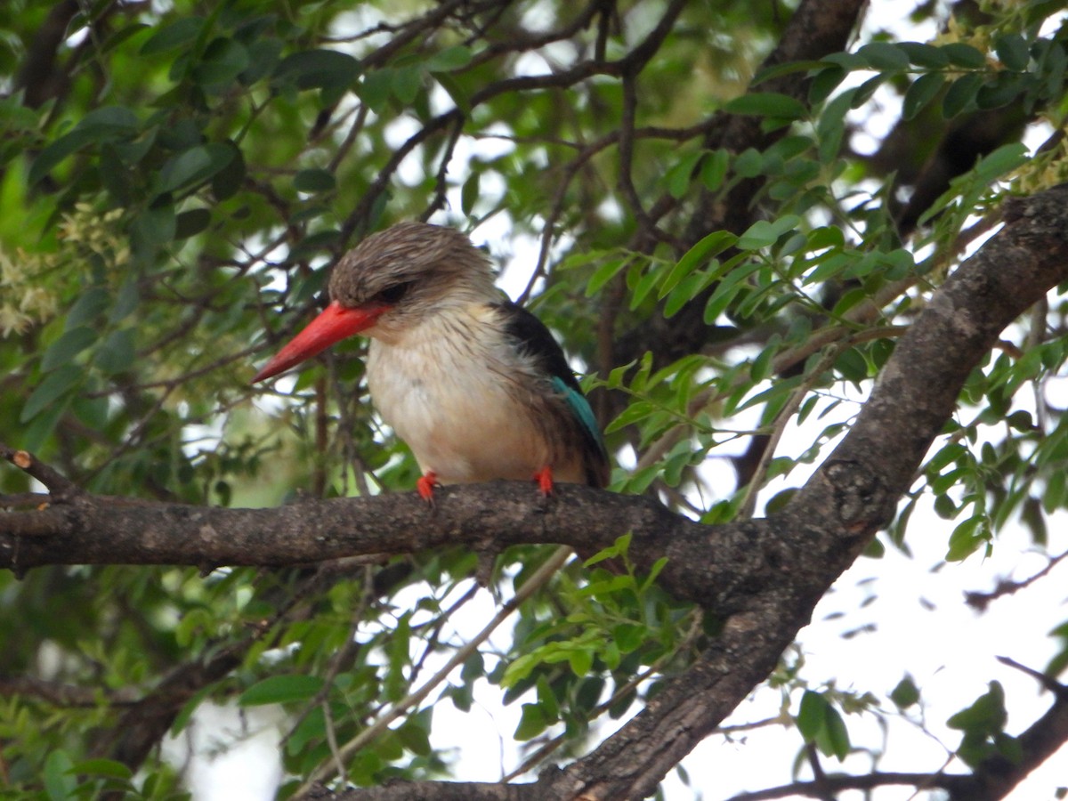 Brown-hooded Kingfisher - ML605790771