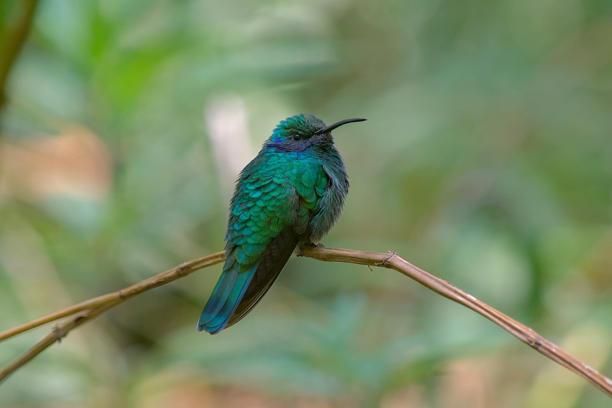 Mexican Violetear - ML605790781