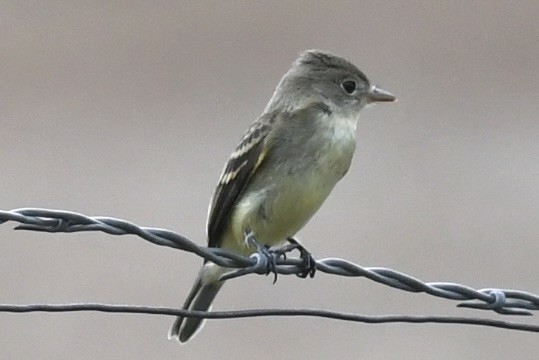 Dusky Flycatcher - ML605790801