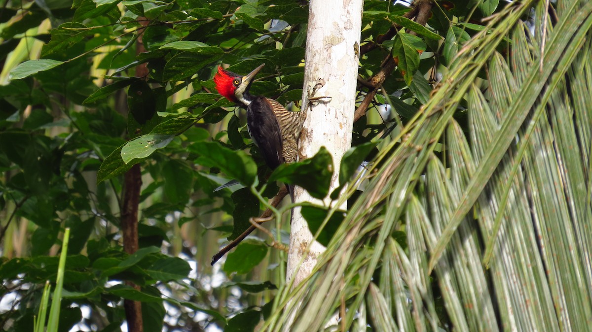 Crimson-crested Woodpecker - Jorge Muñoz García   CAQUETA BIRDING