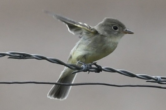 Dusky Flycatcher - ML605790811