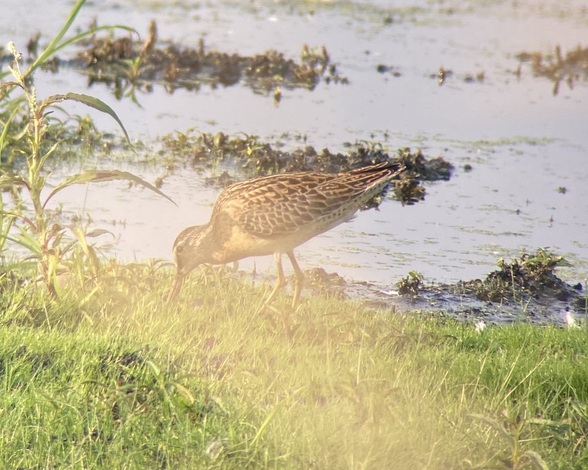 Short-billed Dowitcher - ML605790891