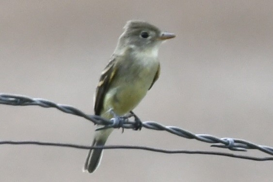 Dusky Flycatcher - ML605790931