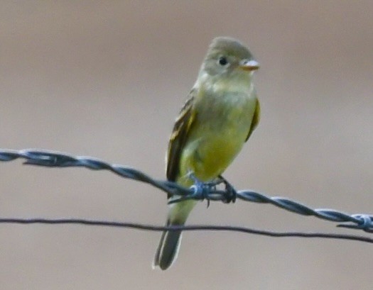 Dusky Flycatcher - ML605790951