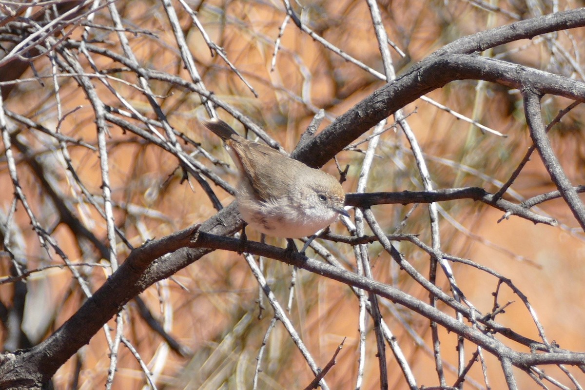 Chestnut-rumped Thornbill - ML605790971