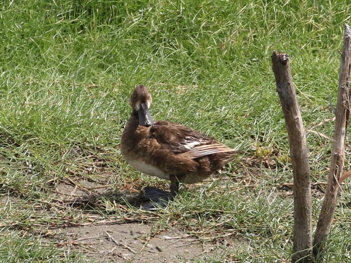 Lesser Scaup - ML605791381