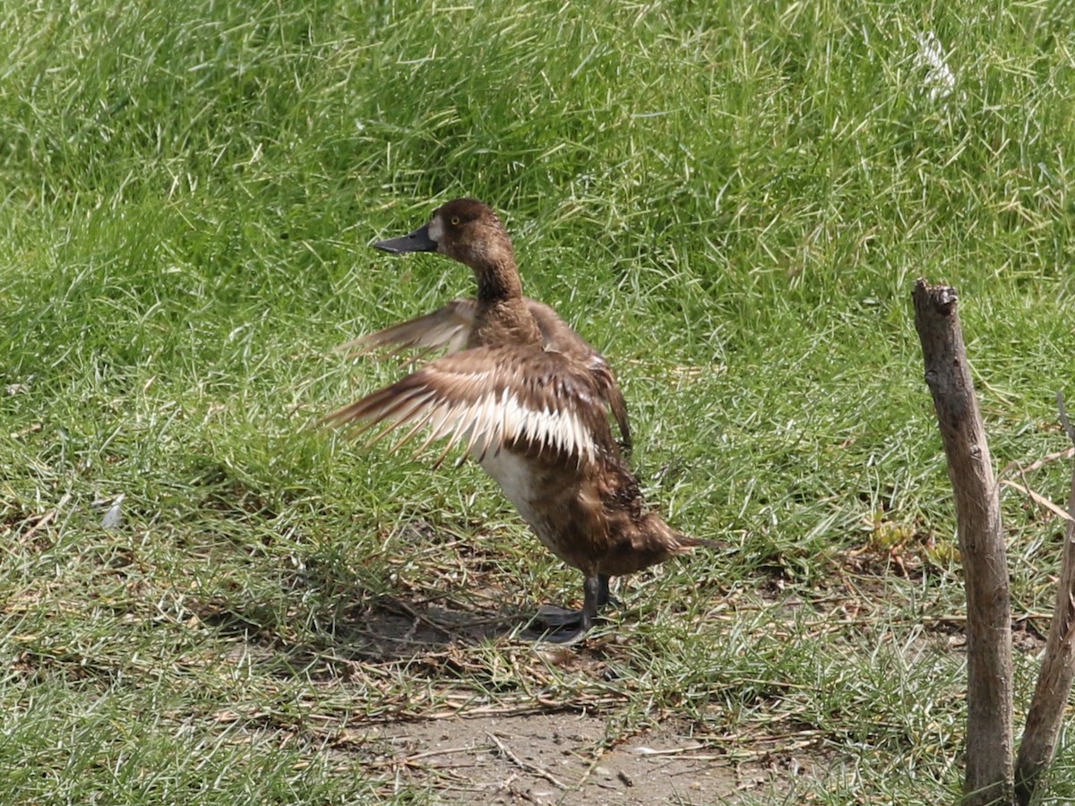 Lesser Scaup - ML605791461