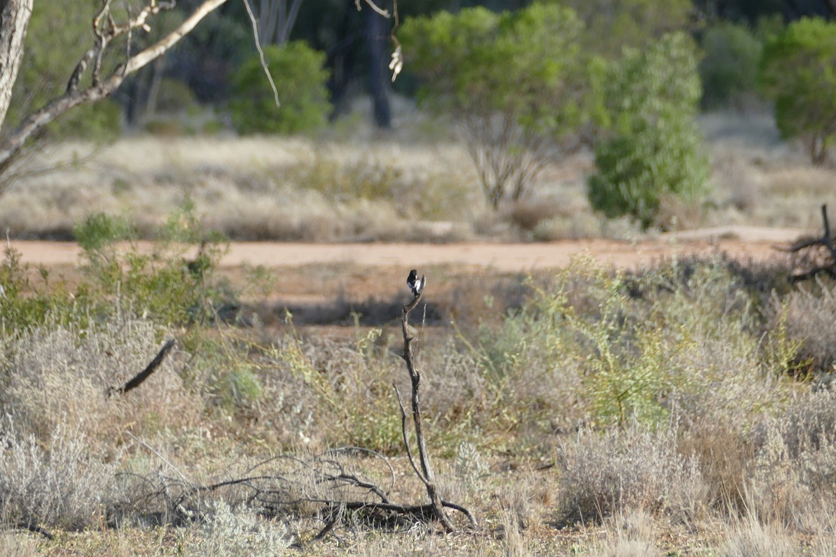 Hooded Robin - ML605791561