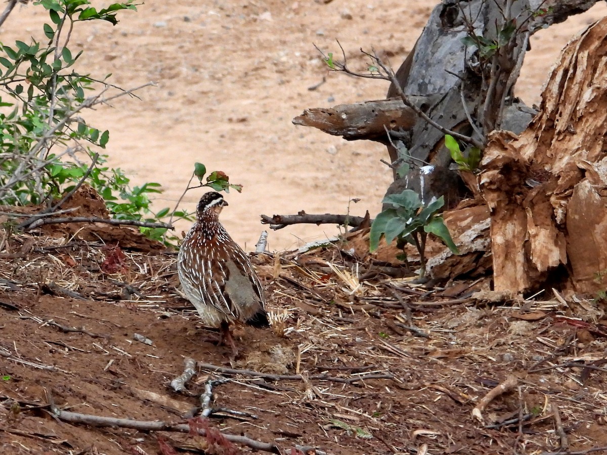 Crested Francolin - ML605792311