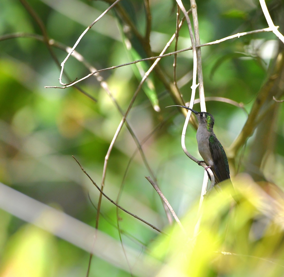 kolibřík klínoocasý - ML605792481