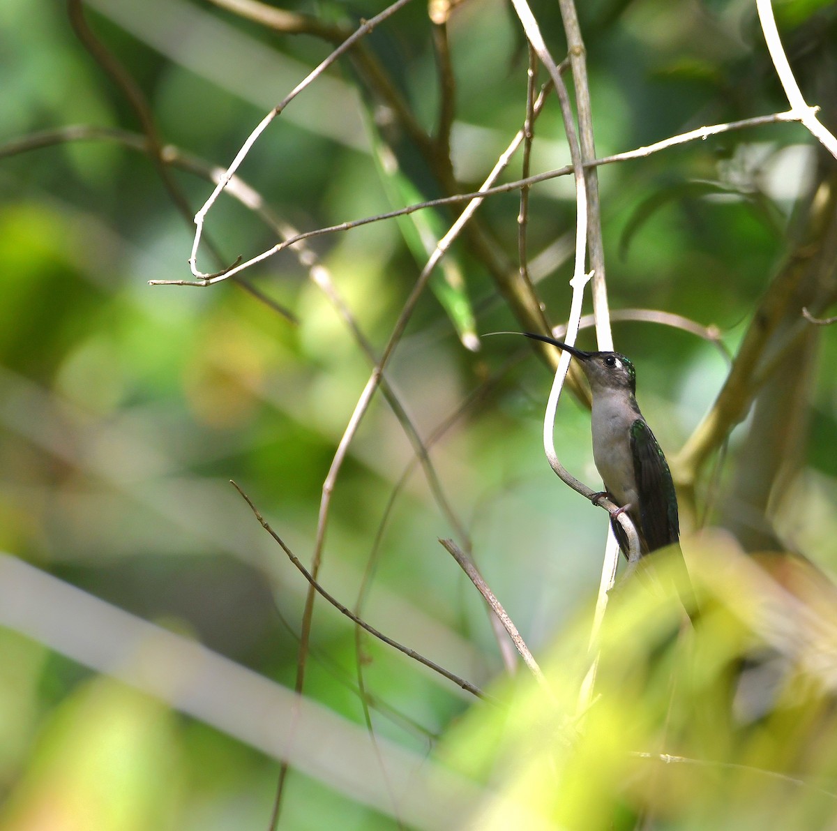 kolibřík klínoocasý - ML605792611