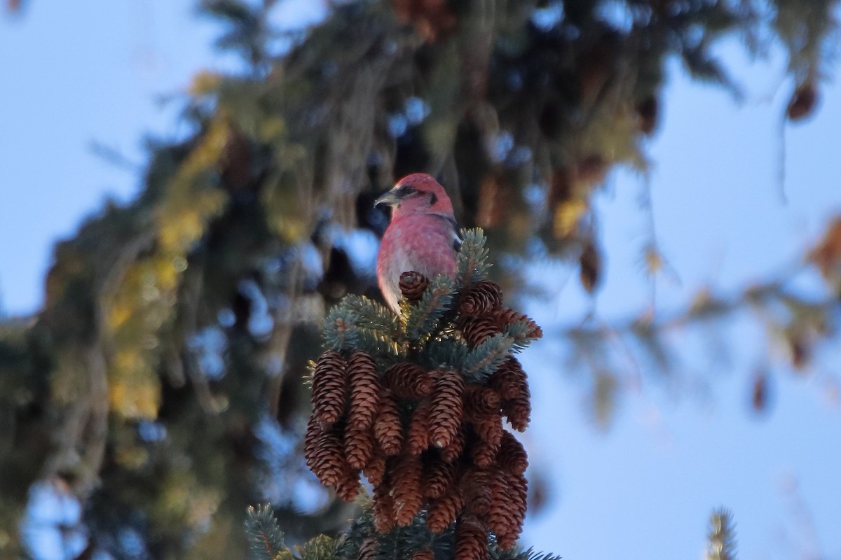 White-winged Crossbill - ML605792781