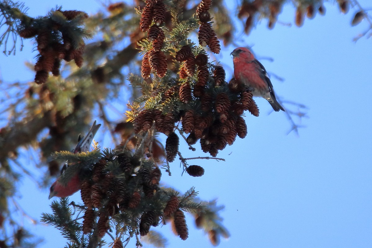White-winged Crossbill - ML605792801