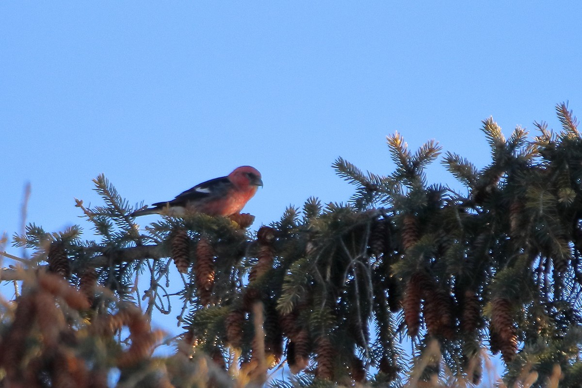 White-winged Crossbill - ML605792871