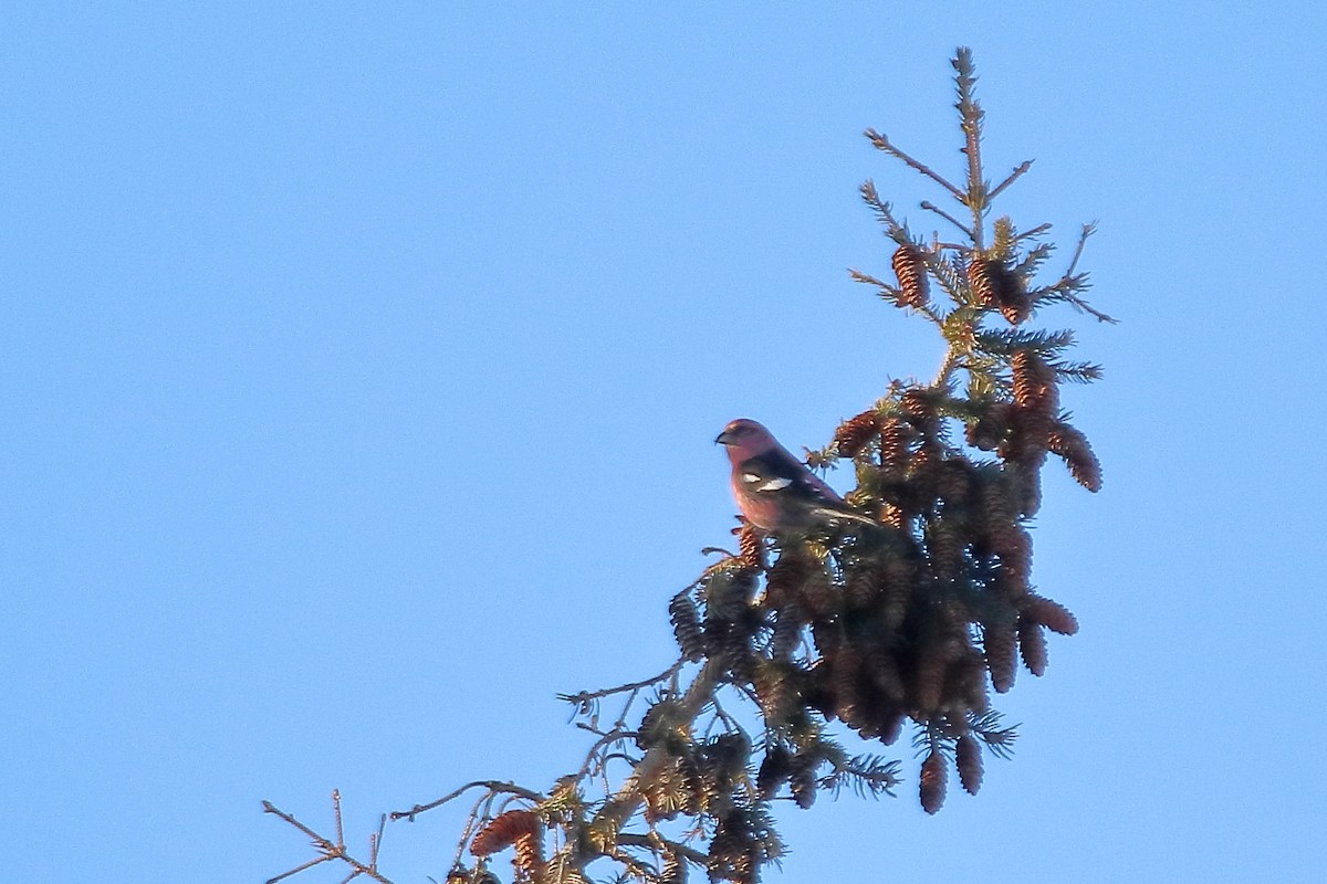 White-winged Crossbill - ML605792901