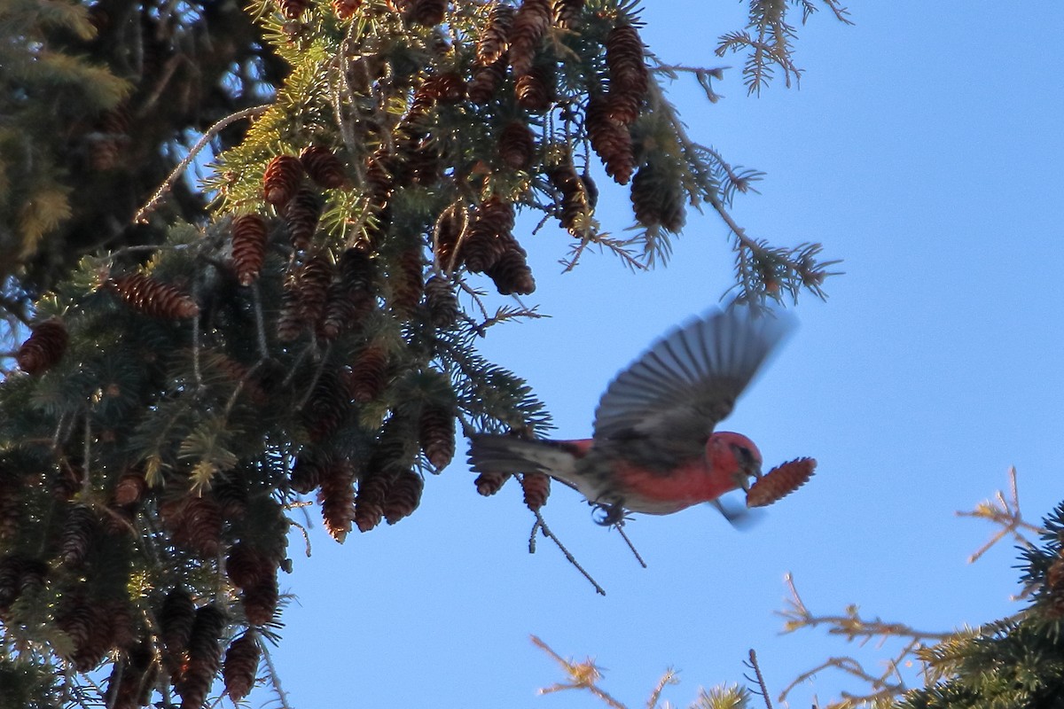 White-winged Crossbill - ML605793001