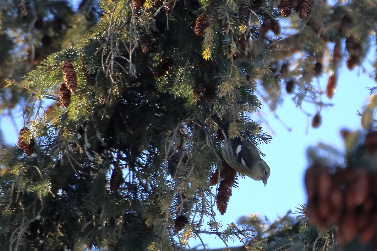 White-winged Crossbill - ML605793041