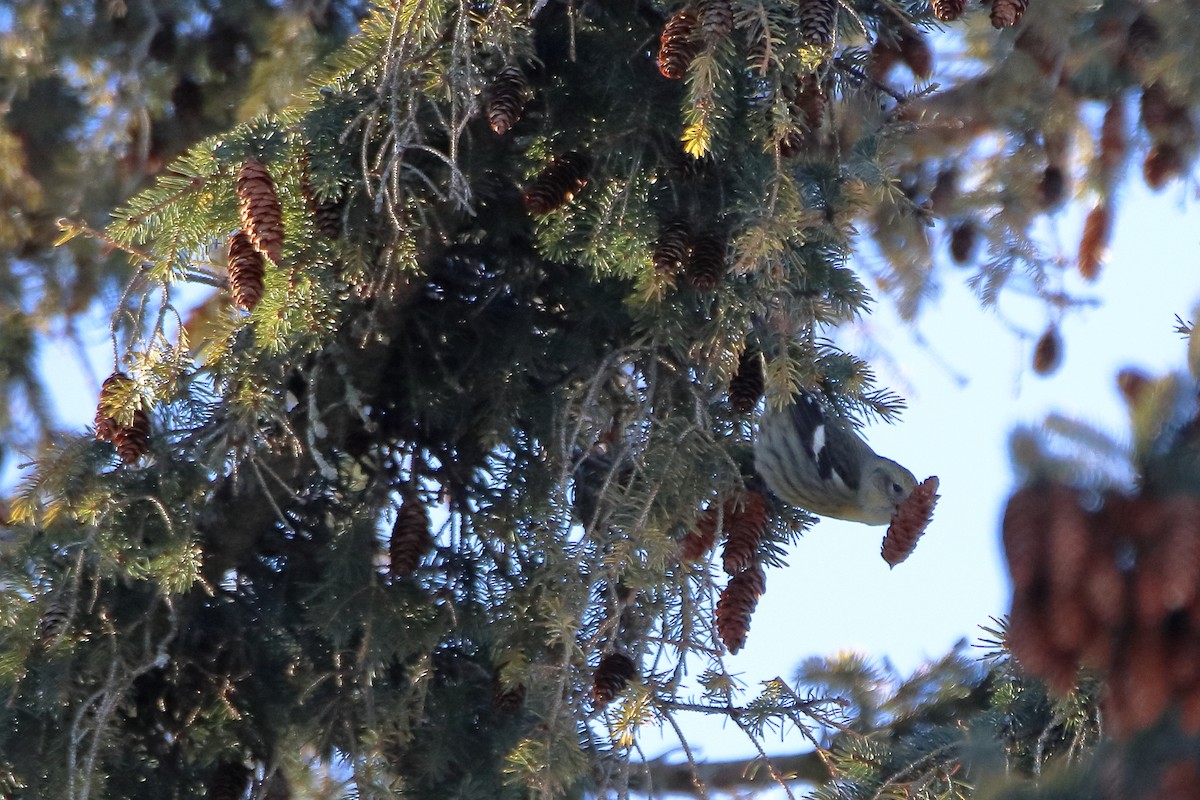 White-winged Crossbill - ML605793051