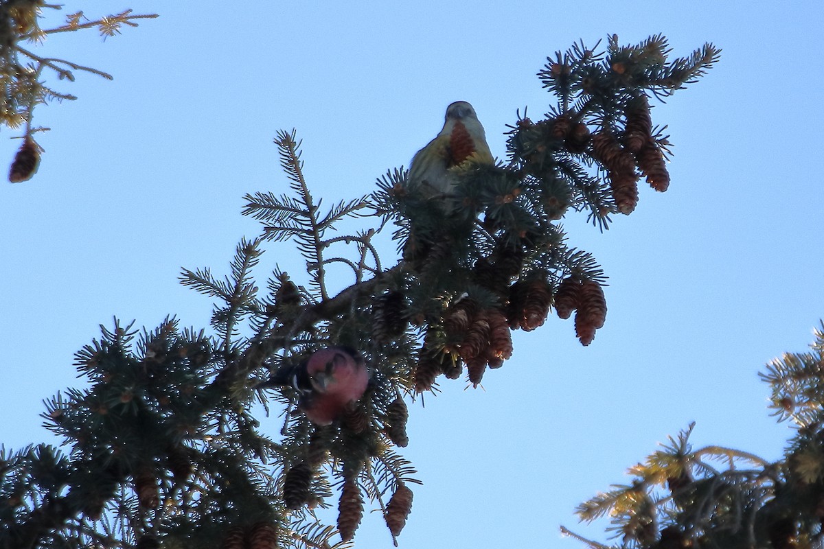 White-winged Crossbill - ML605793101
