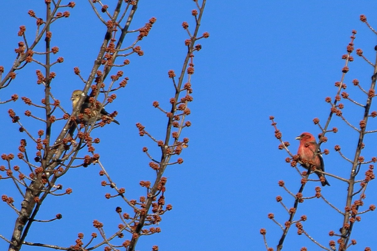 White-winged Crossbill - ML605793161