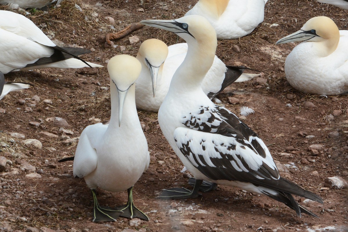 Northern Gannet - Marie O'Neill
