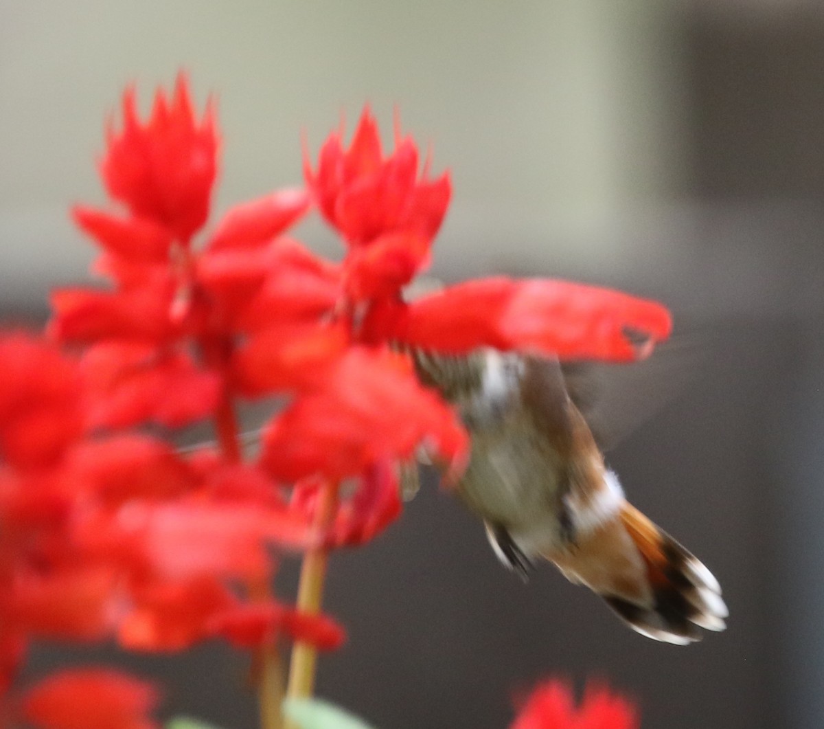 Rufous Hummingbird - ML605793971