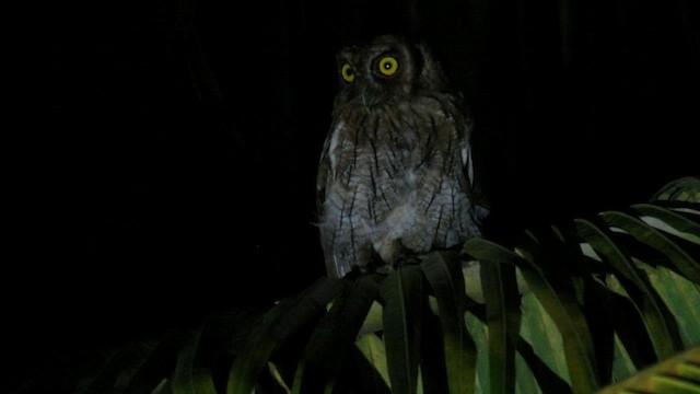 Tropical Screech-Owl - ML605794251