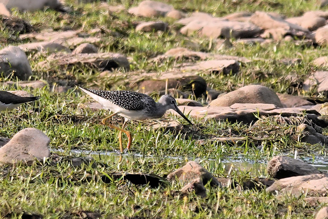 Greater Yellowlegs - Alan Mitchnick