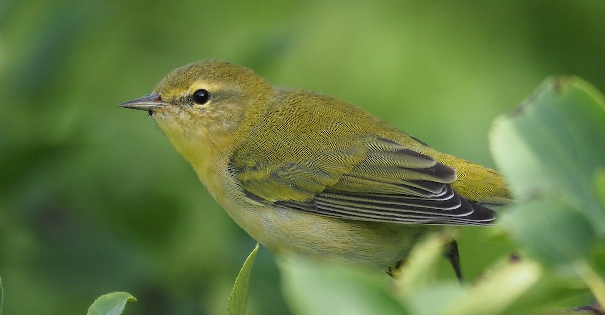 Tennessee Warbler - ML605794461