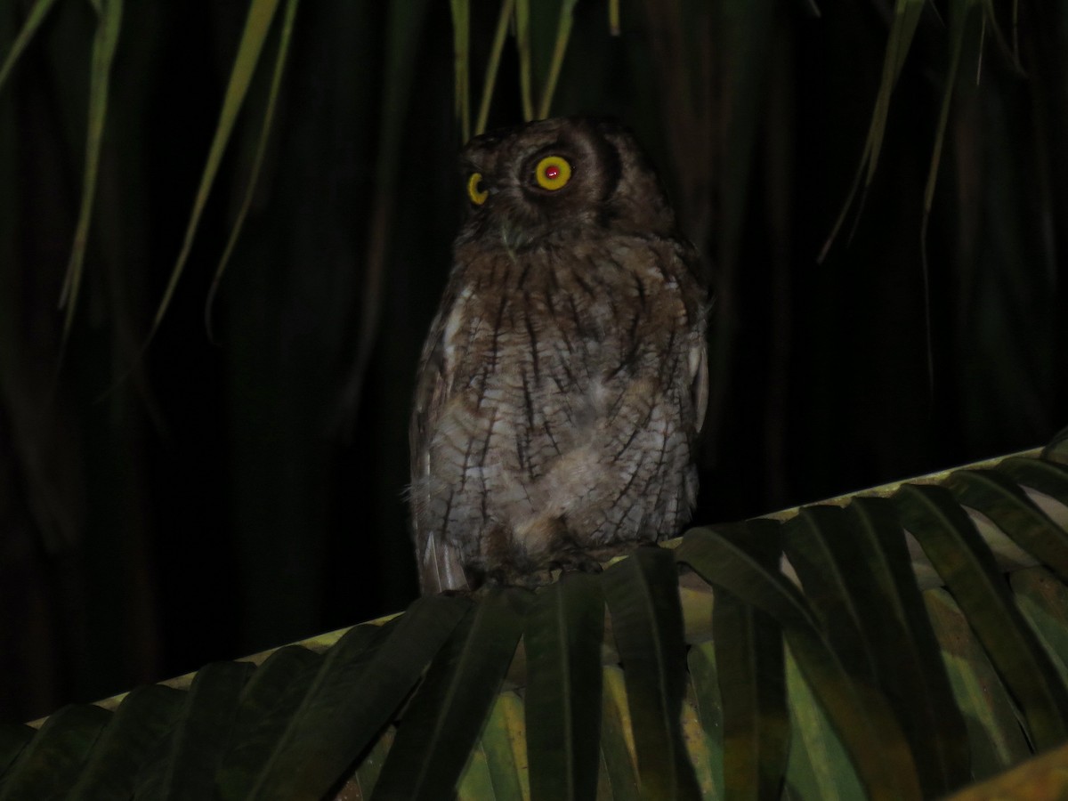 Tropical Screech-Owl - ML605794521