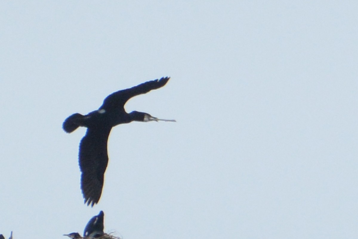 Great Cormorant - ML60579511