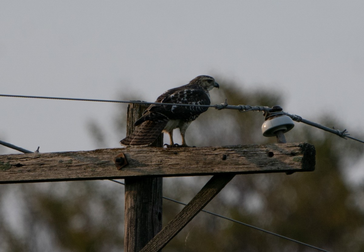 Red-shouldered Hawk - ML605795151