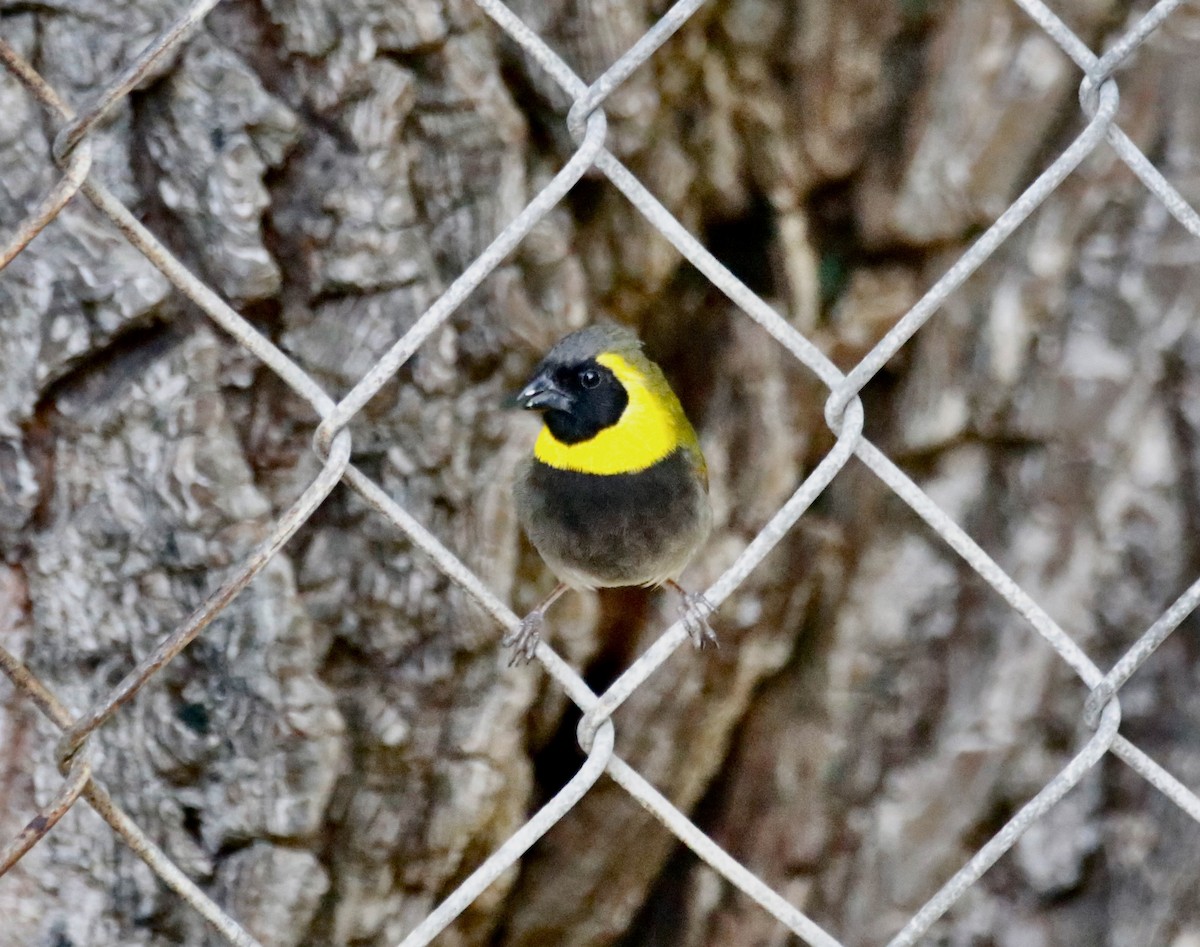 Cuban Grassquit - ML605795191