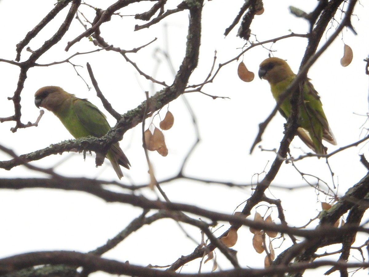 Brown-headed Parrot - ML605796191