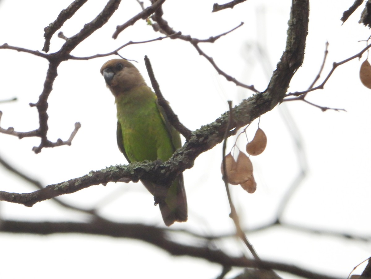 Brown-headed Parrot - ML605796201