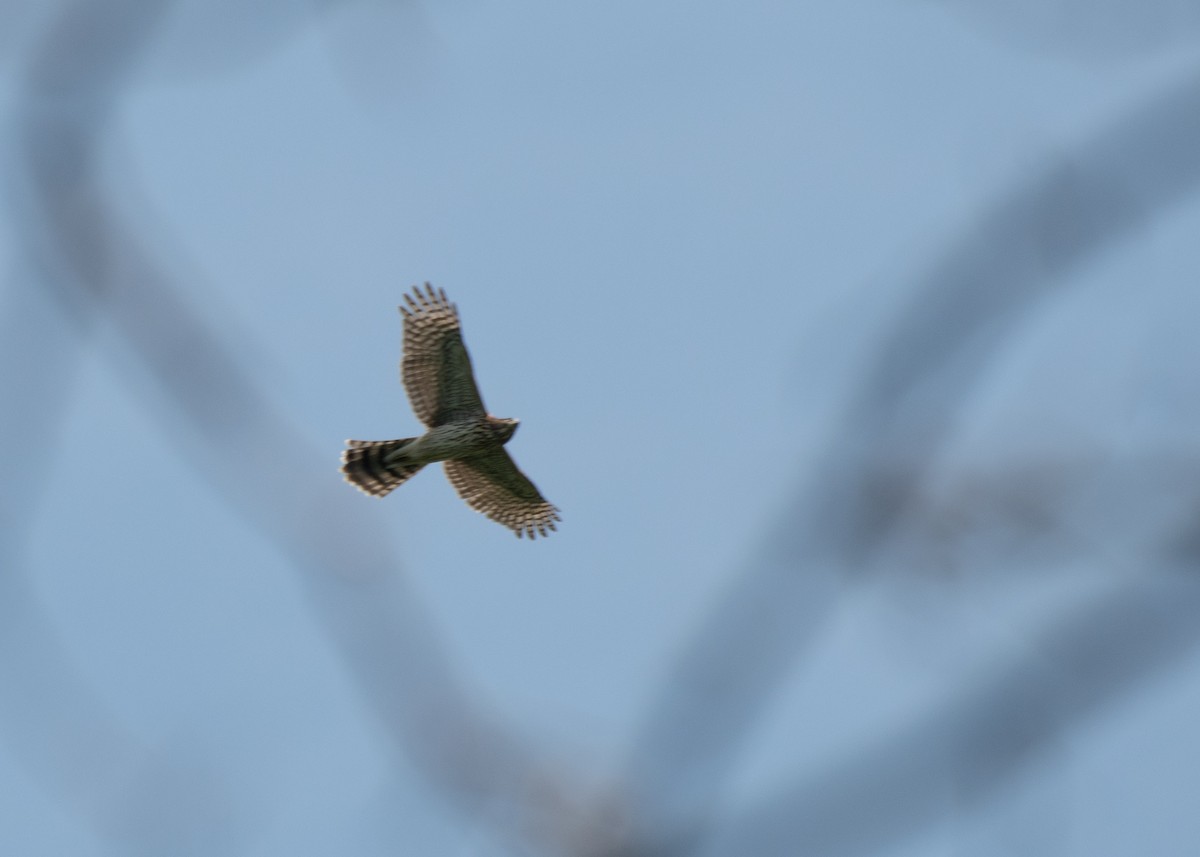 Cooper's Hawk - ML605796211